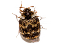 Anthrenus fuscus